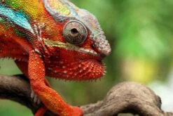 Annke Kameras Günstiger Z.B. FCD600 Für 89 € 11 Annke Kameras Günstiger Z.B. FCD600 Für 89 € -Elektronische Geräte Verkäufe 2257583 1 3